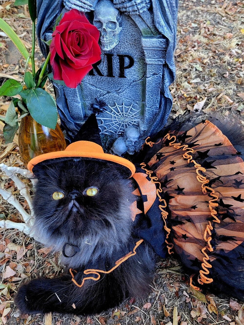 Halloween Pet Costume Dog Or Cat Witch Dress Xs Sm Ea. New W Tag